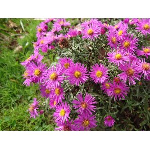 Astra alpínska (Aster alpinus) ´HAPPY END´ kont. P9